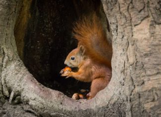 Überlebenshilfe für Eichhörnchen: Tipps für den Garten