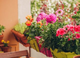 Eisheilige sind vorbei: Die perfekten Balkonpflanzen