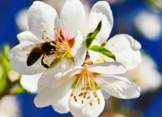 Weltbienentag: So werden Garten und Balkon bienenfreundlich An bestimmten Blumen, Kräutern und Pflanzen fühlen sich Bienchen besonders wohl. / Source: ddp