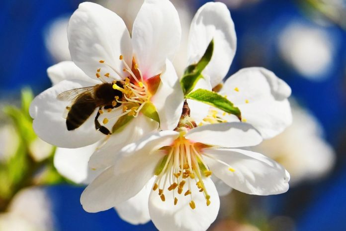 An bestimmten Blumen, Kräutern und Pflanzen fühlen sich Bienchen besonders wohl. / Source: ddp