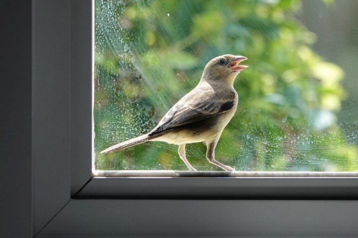 Ein Gelbbauchsperling sitzt am Fenster. / Source: Marut Sayannikroth/Shutterstock.com