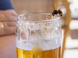 Wespen lieben zuckerhaltige Getränke wie Bier. / Source: Martin Hibberd/Shutterstock.com