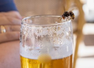 Wespen vertreiben: Diese Fehler sollte man vermeiden Wespen lieben zuckerhaltige Getränke wie Bier. / Source: Martin Hibberd/Shutterstock.com