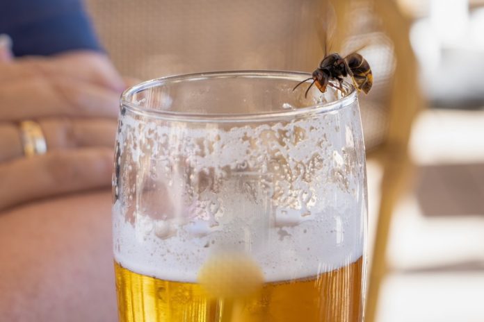 Wespen lieben zuckerhaltige Getränke wie Bier. / Source: Martin Hibberd/Shutterstock.com