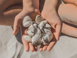 Muscheln sind ein beliebtes Urlaubssouvenir - doch nicht überall darf man sie sammeln. / Source: AYDO8/Shutterstock.com