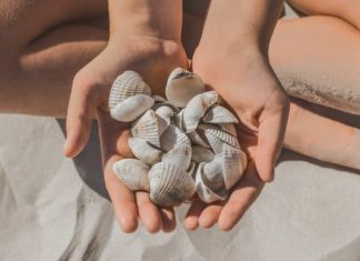 Verbotenes Urlaubssouvenir: Hier ist Muscheln sammeln nicht erlaubt Muscheln sind ein beliebtes Urlaubssouvenir - doch nicht überall darf man sie sammeln. / Source: AYDO8/Shutterstock.com