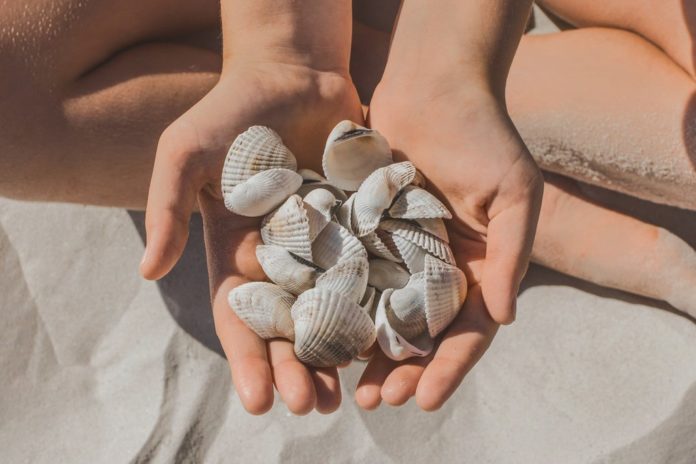 Muscheln sind ein beliebtes Urlaubssouvenir - doch nicht überall darf man sie sammeln. / Source: AYDO8/Shutterstock.com