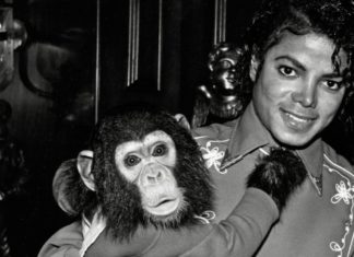 So lebt Michael Jacksons Schimpanse Bubbles heute Michael Jackson 1986 mit Bubbles auf der Neverland-Ranch. / Source: imago/Cinema Publishers Collection